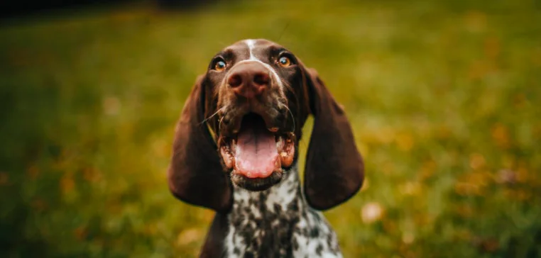 Il cane inclina la testa, ecco perché